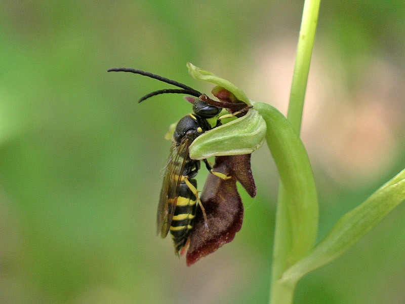 Psudocopulazione: Argogorytes mystaceus/Ophrys insectifera